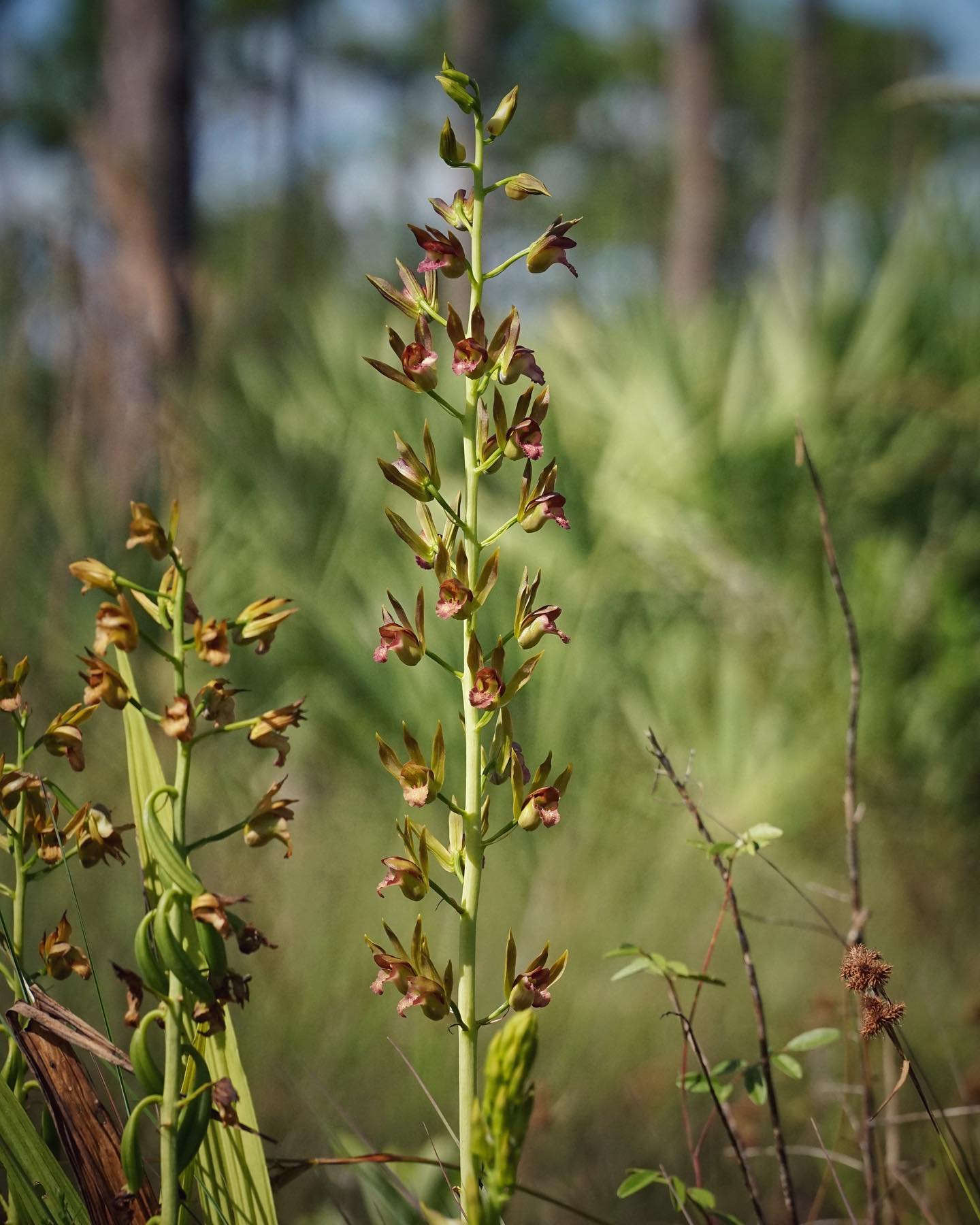 Wild coco blooming in a wet flatwood.