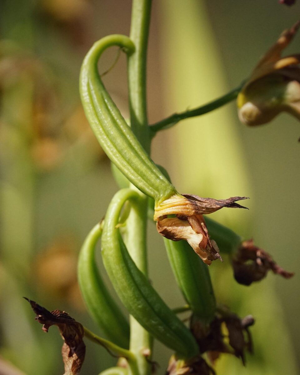 Green seed capsules forming on Wild coco plant. 