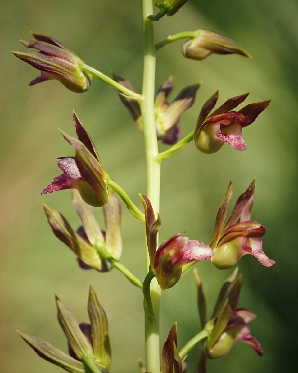 Wild coco in bloom on tall flower spike with maroon flowers.