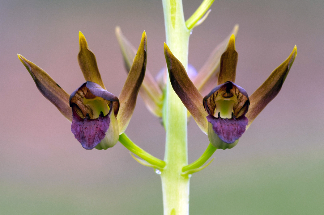 Wild coco, Eulophia alta