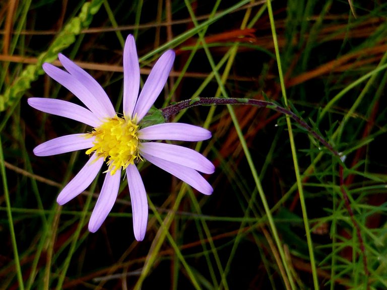 Flaxleaf aster