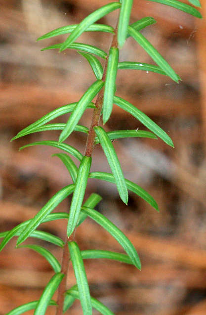 Flaxleaf aster leaves