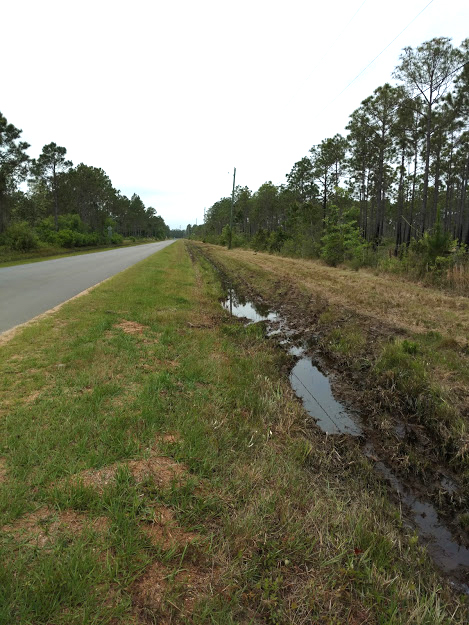 Roadside wildflowers one week after mowing