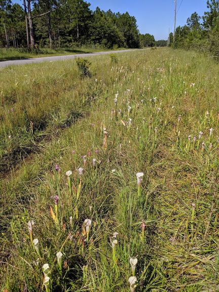 Roadside pitcherplants