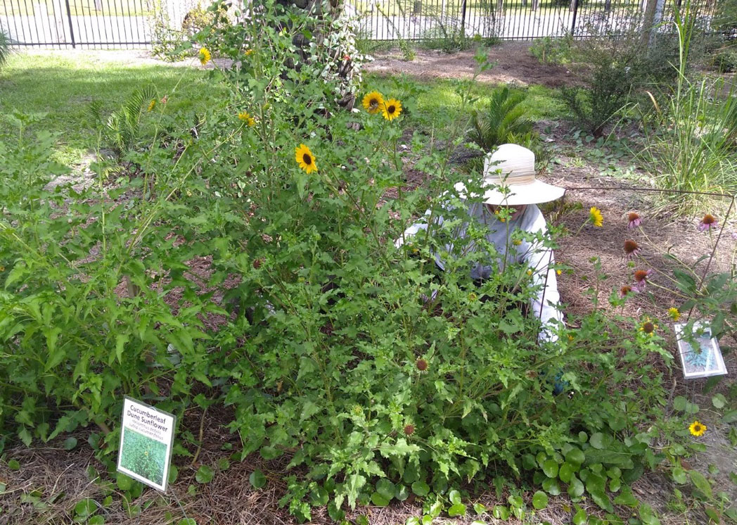 Cucumberleaf sunflower