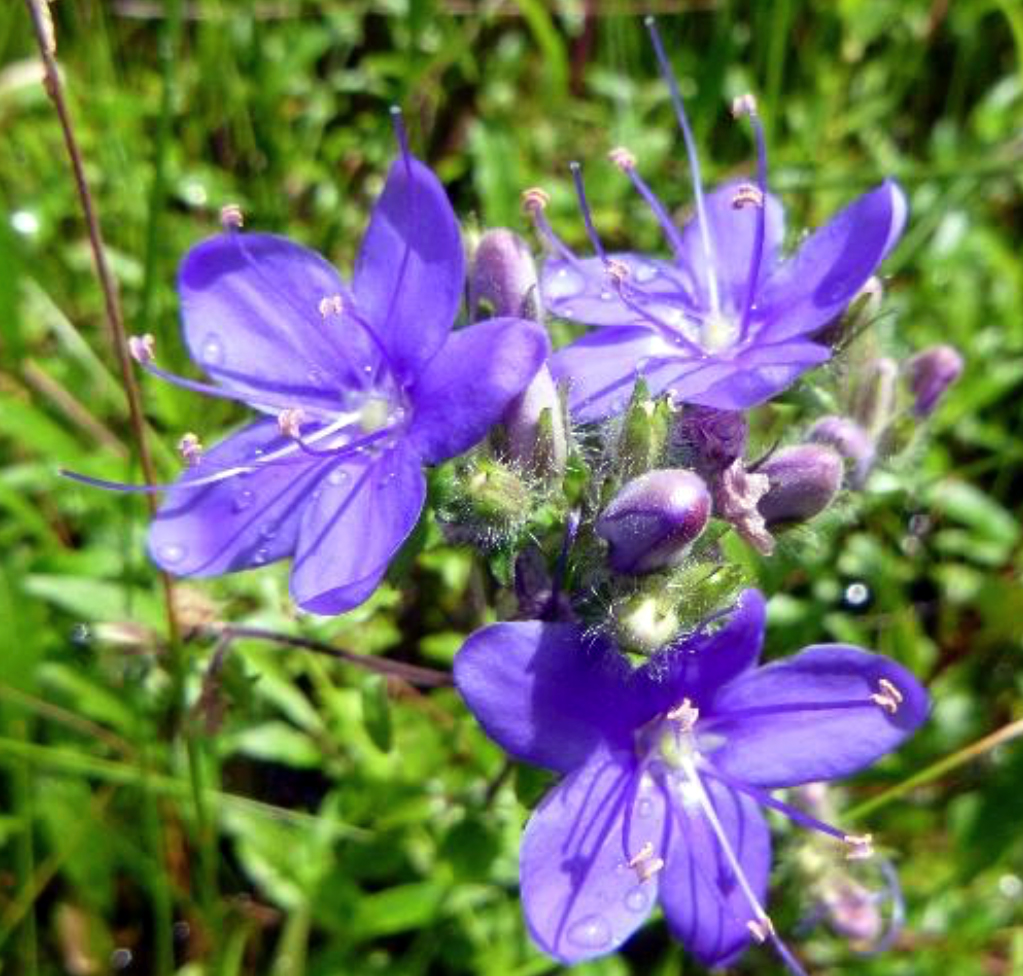 Skyflower, Hydrolea corymbosa