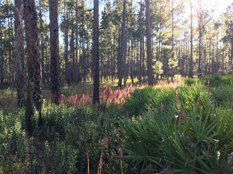 Pine flatwoods with Liatris, Saw palmetto