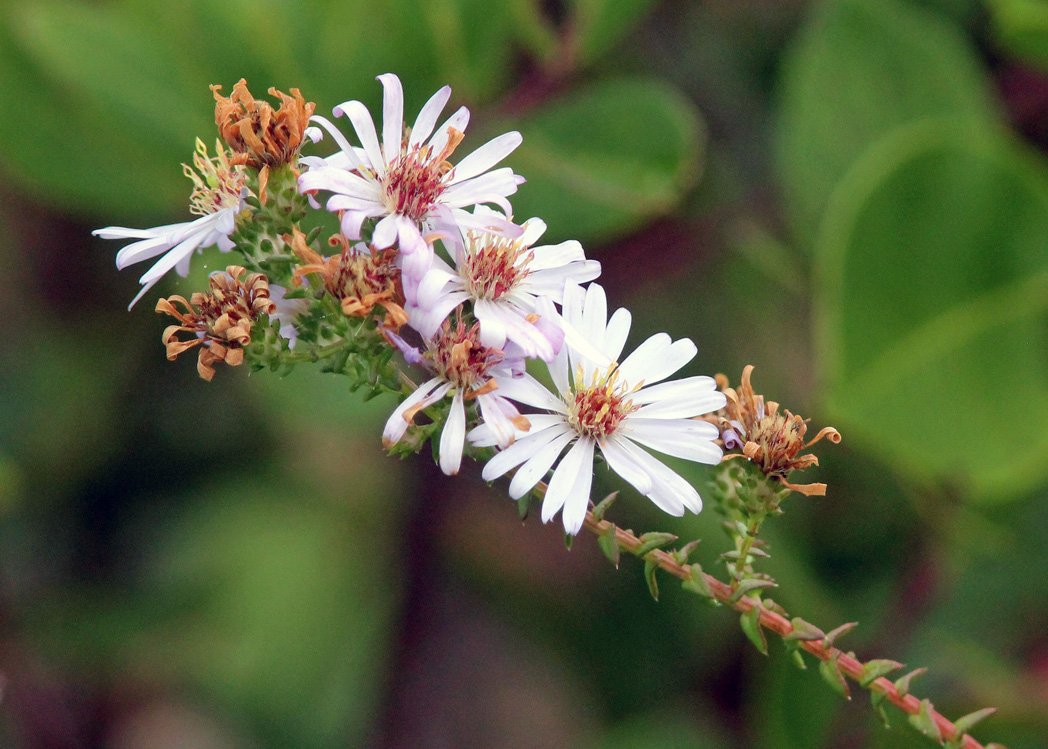 Walter's aster, Symphyotrichum walteri