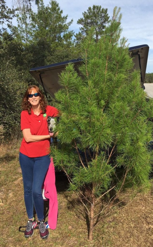Lisa Roberts with recently harvested sand pine tree