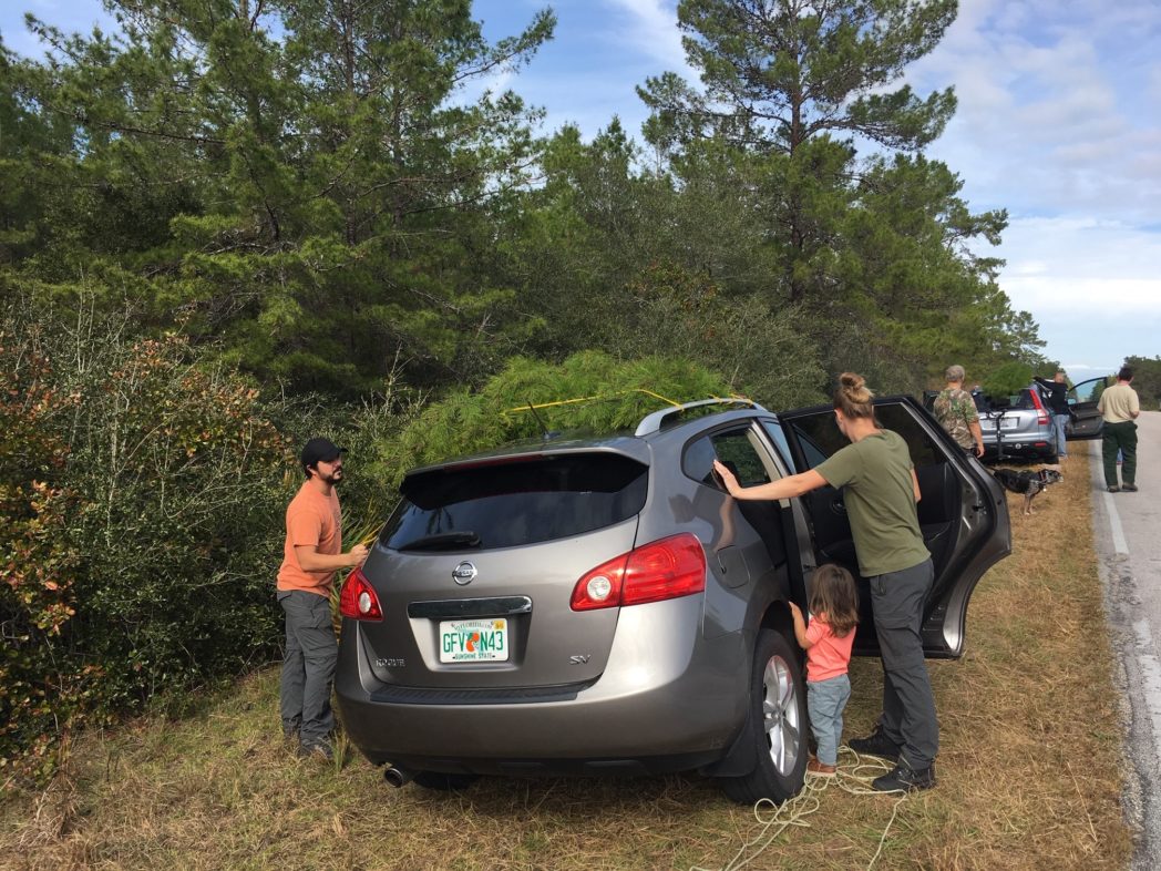 Cut sand pine on car with people