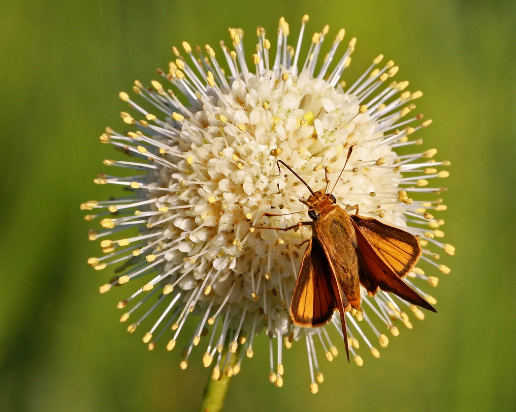 Delaware skipper on Buttonbush