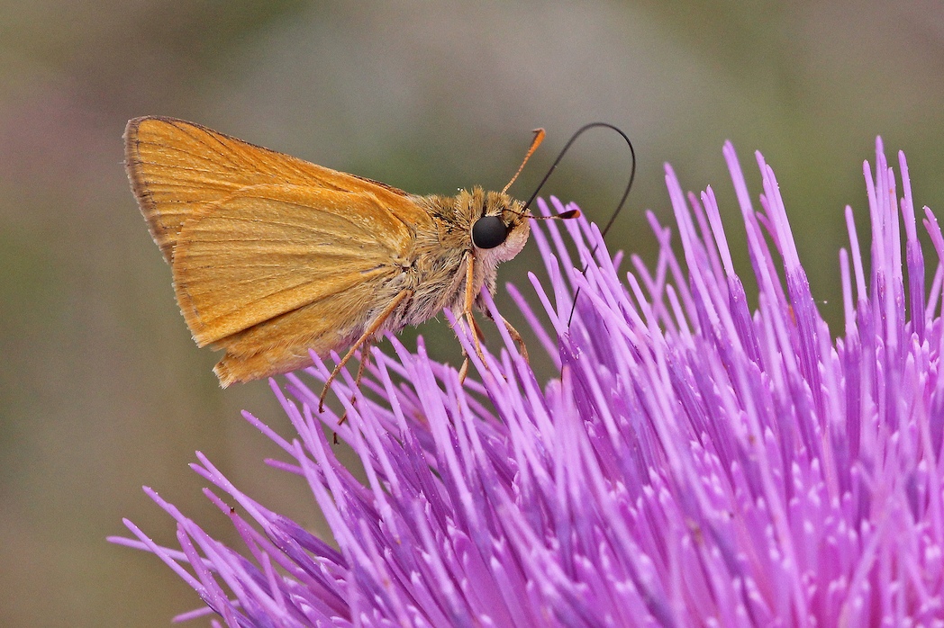 Delaware skipper on thistle