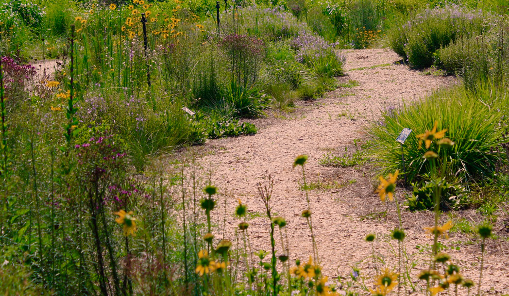 Wildflower meadow at Orange County UF/IFAS Extension