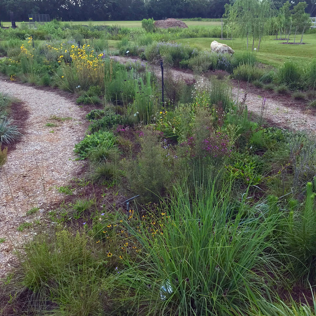 Wildflower meadow at Orange County UF/IFAS Extension