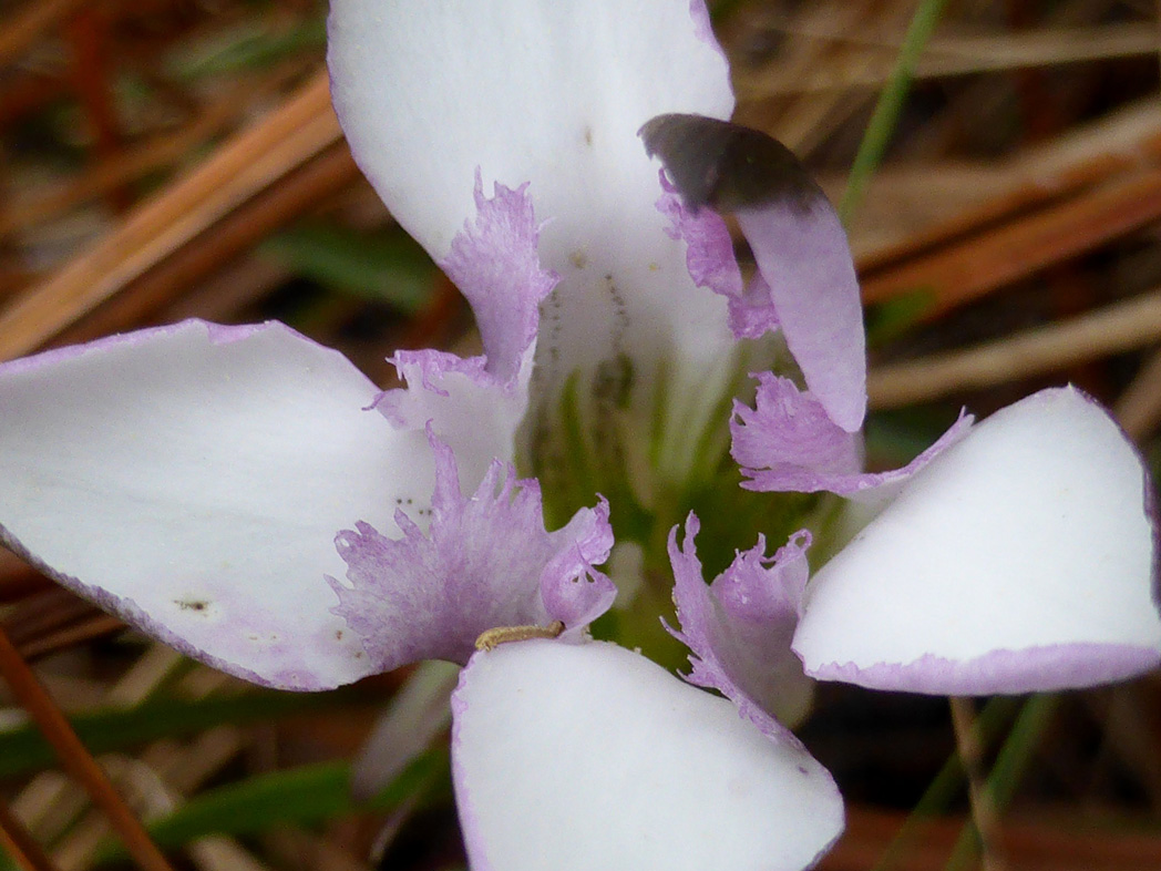 Wiregrass gentian's purple tinge