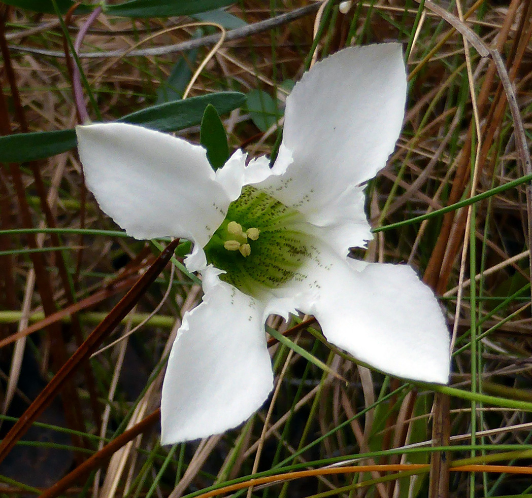 Wiregrass gentian, Gentian pennelliana