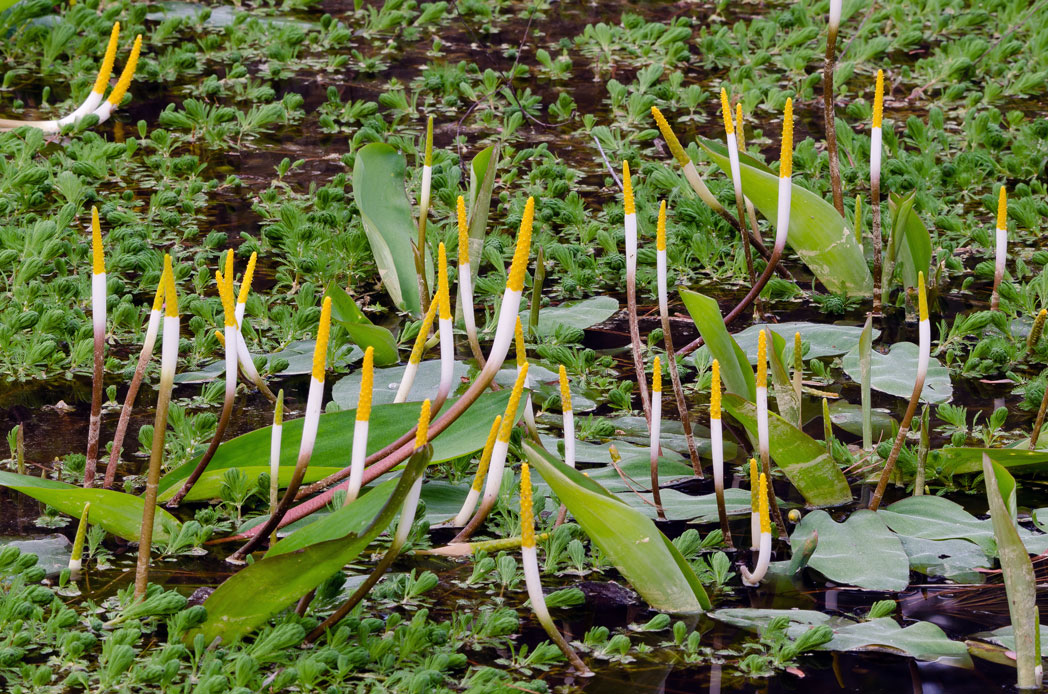 Goldenclub, Orontium aquaticum