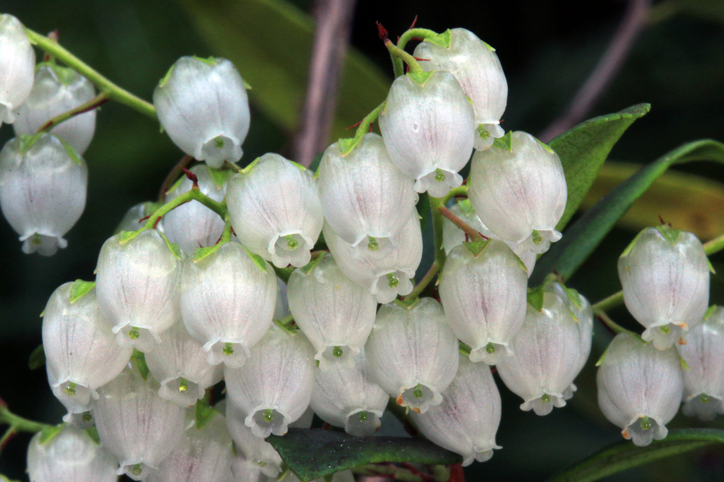 Climbing fetterbush, Pieris phyllyreifolia