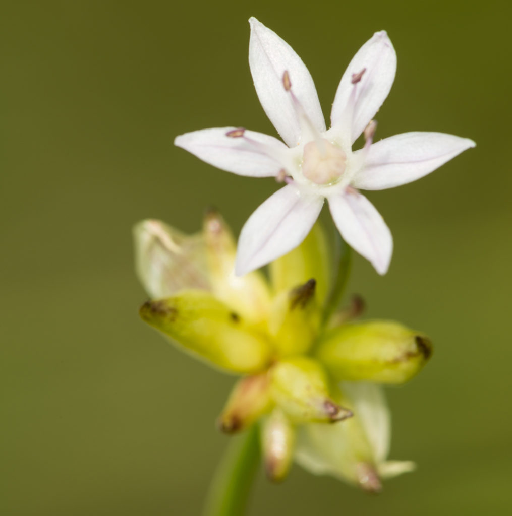 Wild garlic, Allium canadense var. canadense