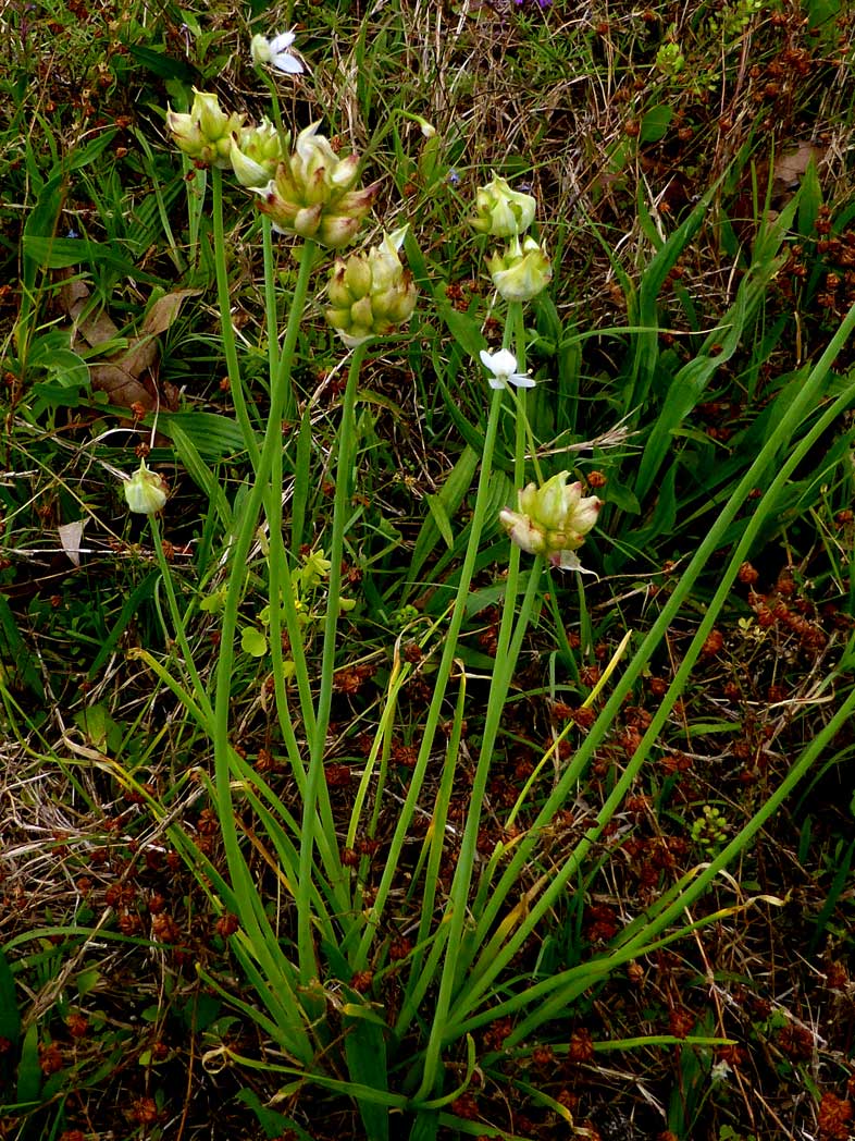 Wild garlic, Allium canadense var. canadense