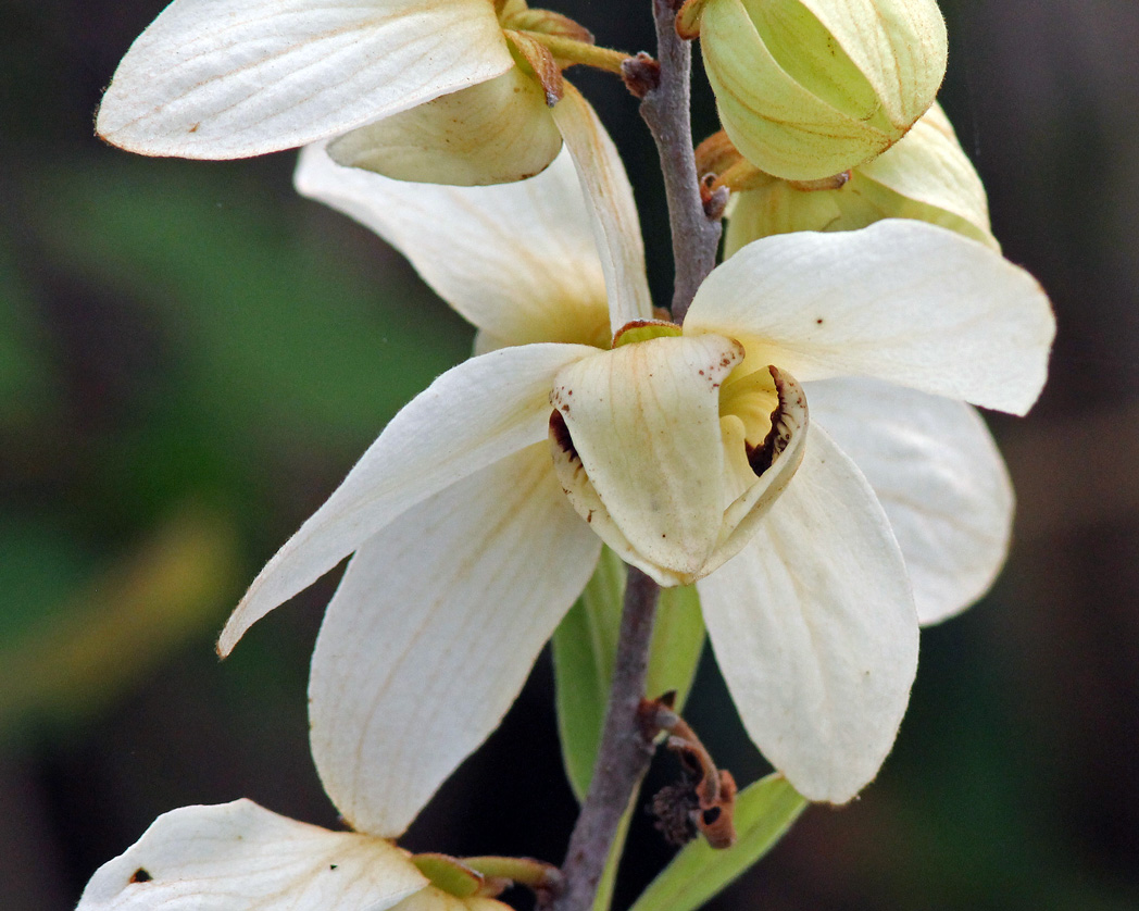 Netted pawpaw (Asimina reticulata)