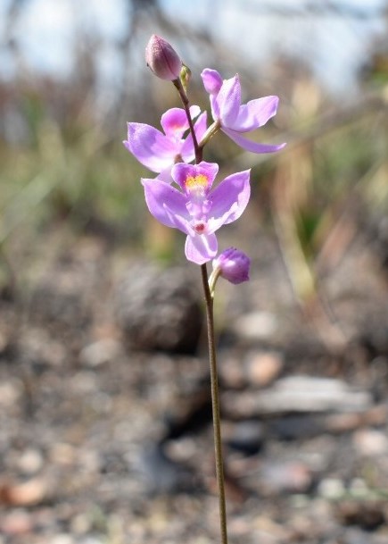 Manyflowered grasspink, Calopogon mutliflorus