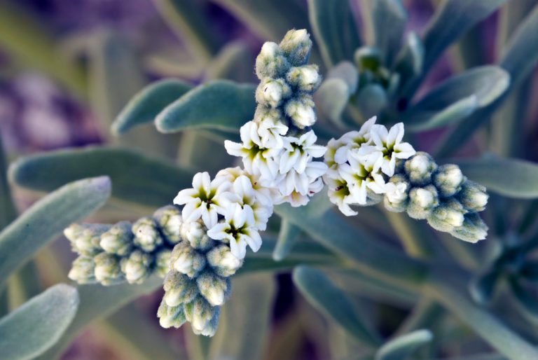 Sea lavender, Heliotropium gnaphalodes