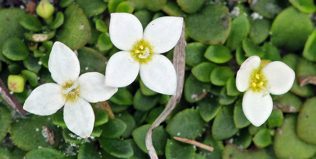 Innocence, Houstonia procumbens