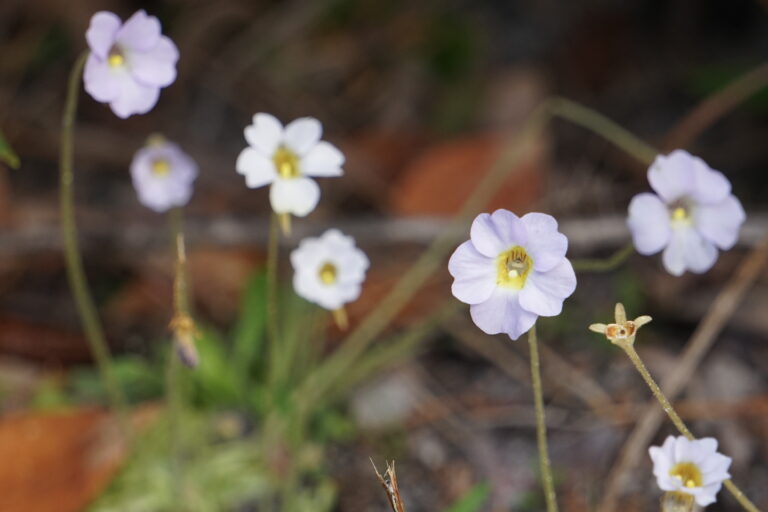 Small butterwort