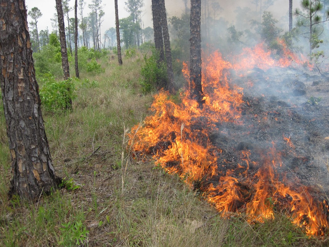 controlled burn at The Nature Conservancy property