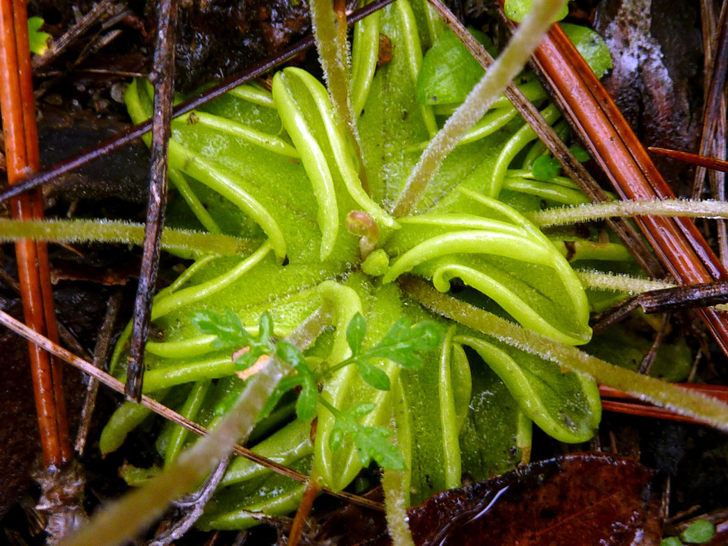 Pinguicula pumila leaves