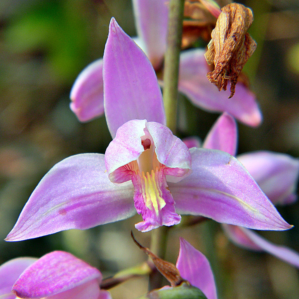 Pine-pink, Bletia purpurea