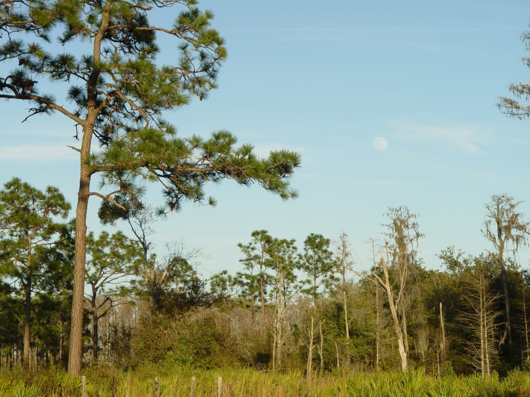Disney Wilderness Preserve