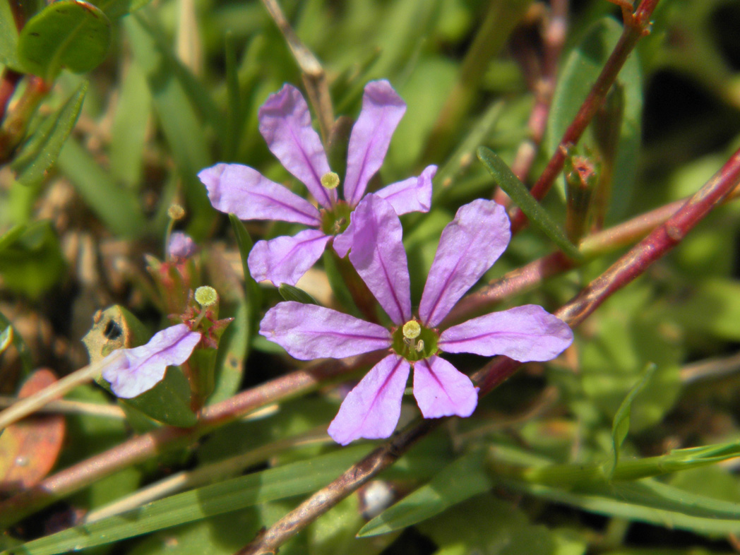 Florida loosestrife, Lythrum flagellare