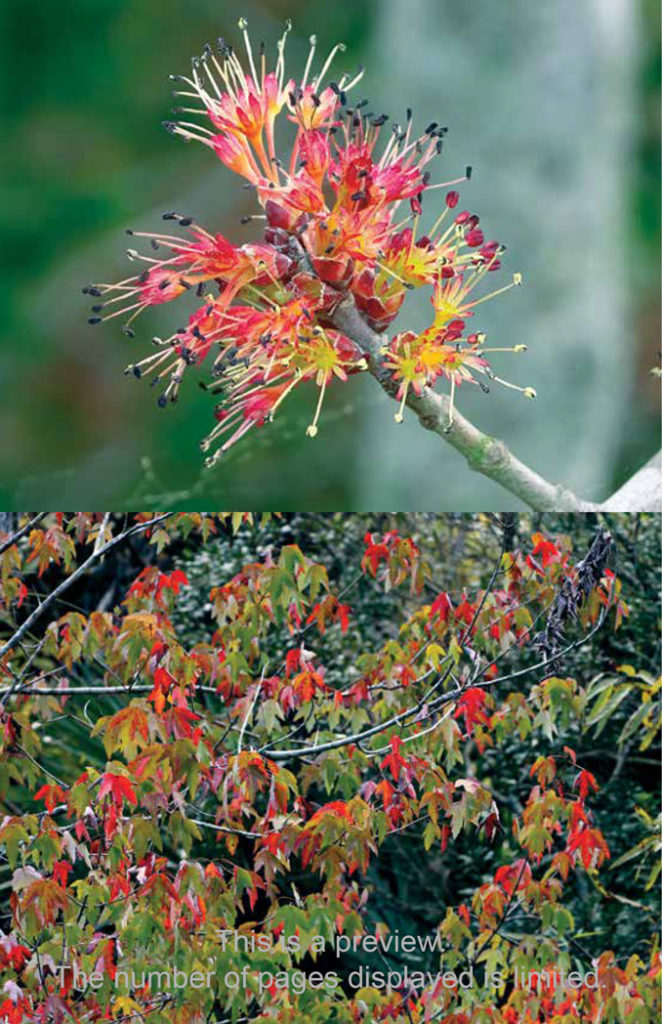 Red maple, Acer rubrum