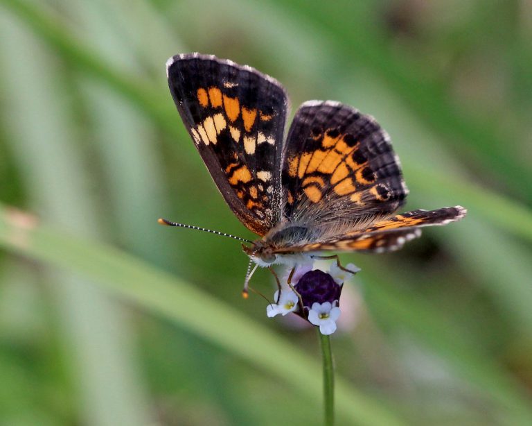 Phaon crescent