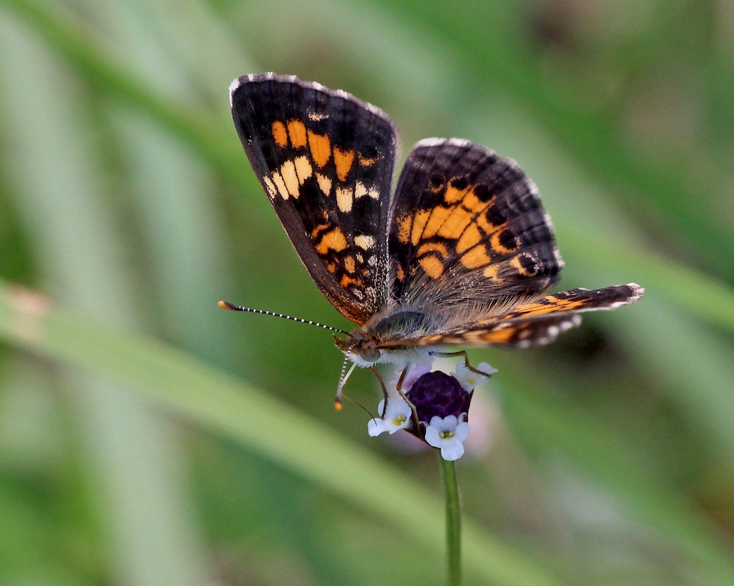 Phaon crescent on frogfruit