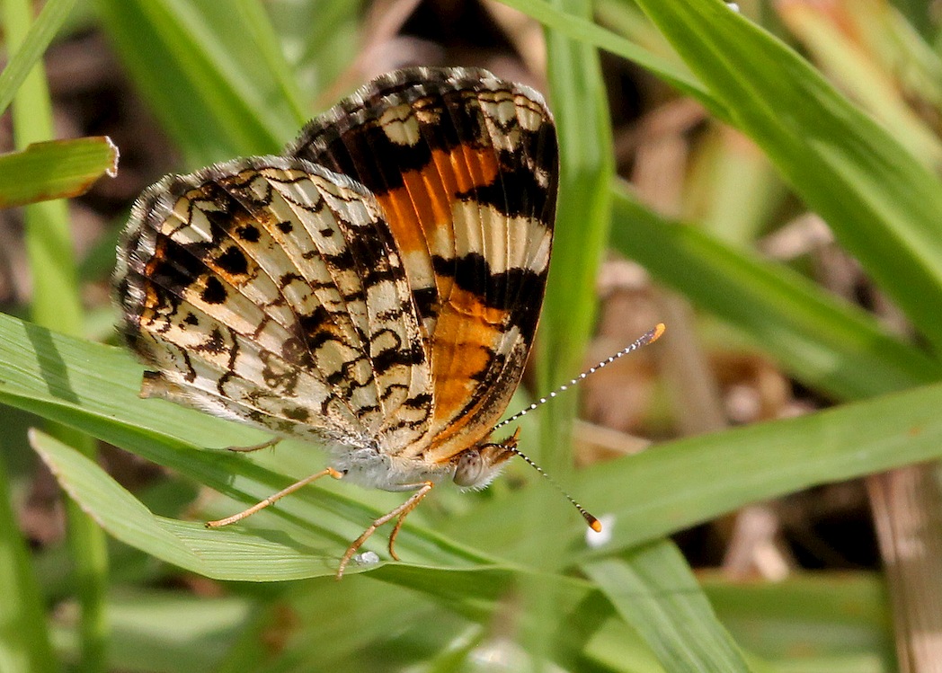 Phaon crescent underside