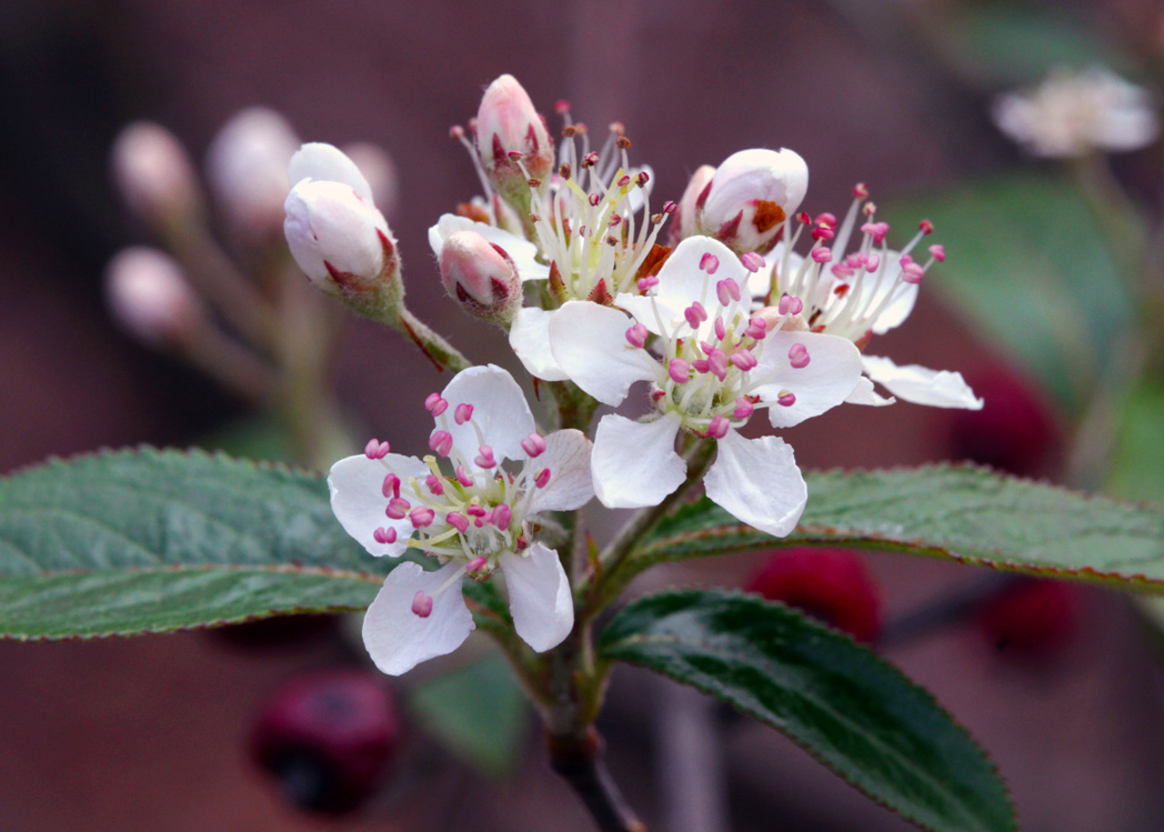 Red chokeberry, Aronia arbutifolia