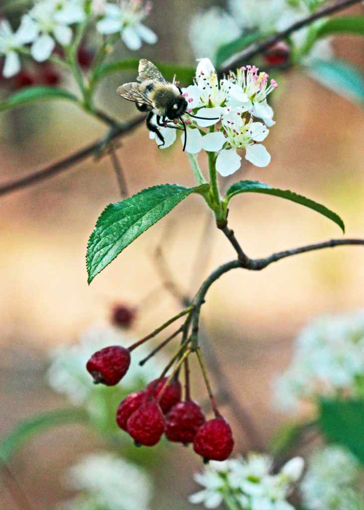 Red chokeberry, Aronia arbutifolia