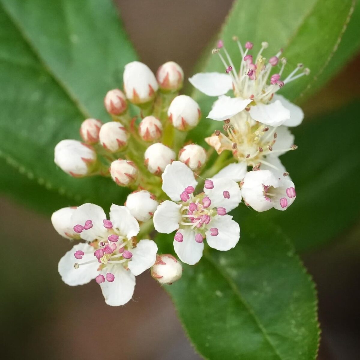 Close-up of Red chokeberry flower cluster. 