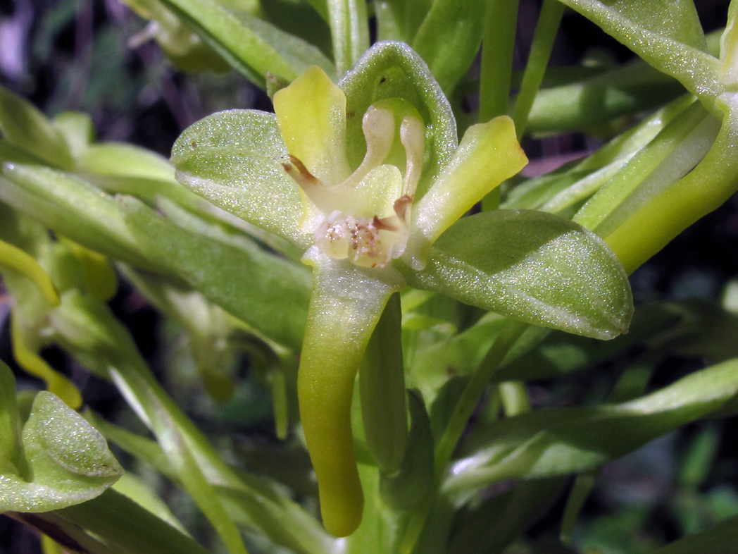 Toothpetal false reinorchid, Habenaria floribunda