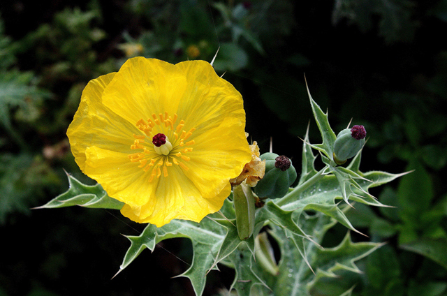 Mexican pricklypoppy, Argemone mexicana