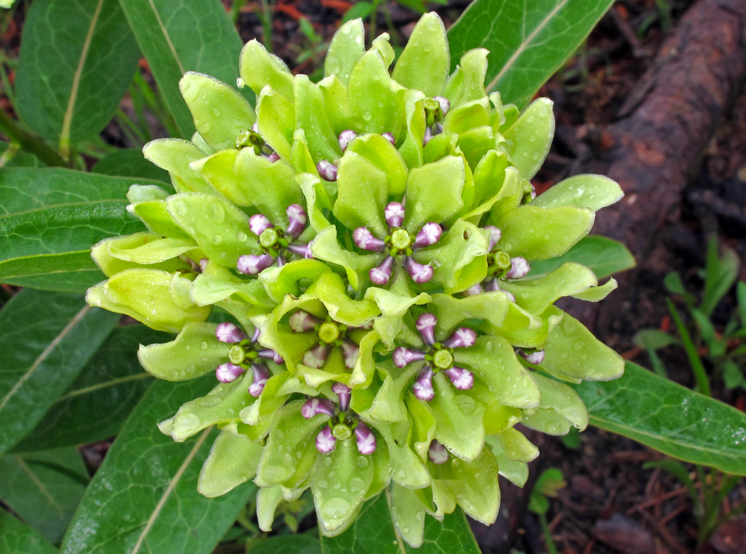 Green antelopehorn, Asclepias viridis