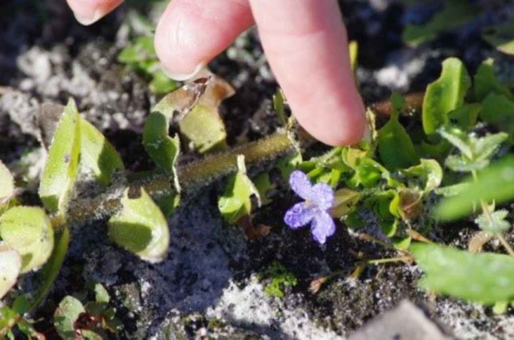 Lemon bacopa, Bacopa caroliniana