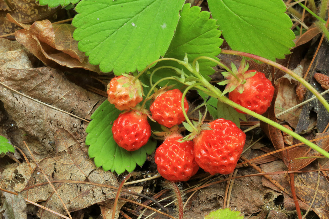 Wild strawberry fruit, Fragaria virginiana