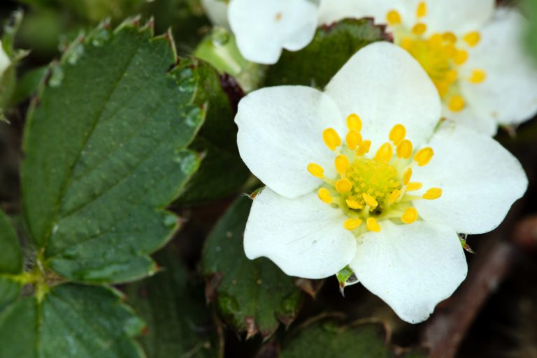 Wild strawberry