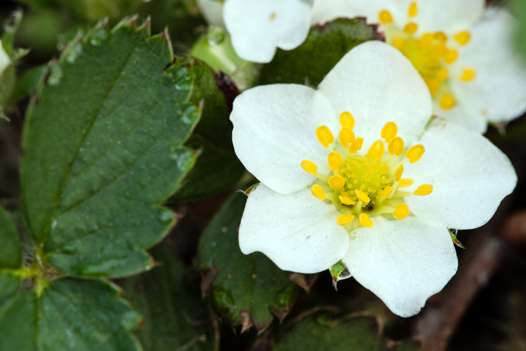 Wild strawberry flower, Fragaria virginiana