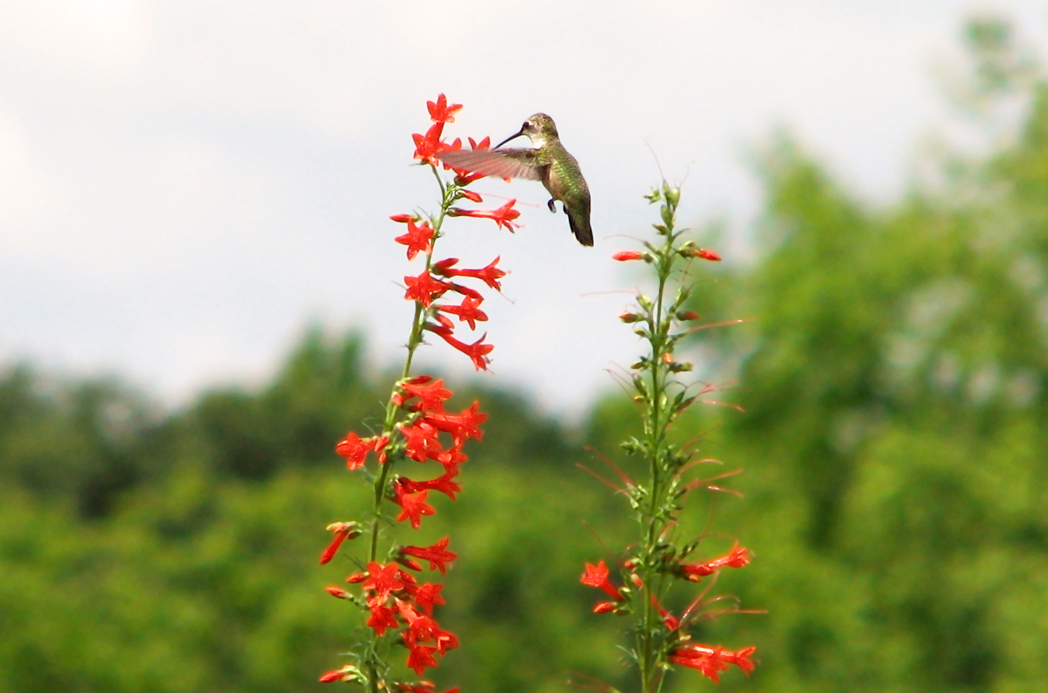 Hummingbird on Standing cypress, Ipomopsis rubra