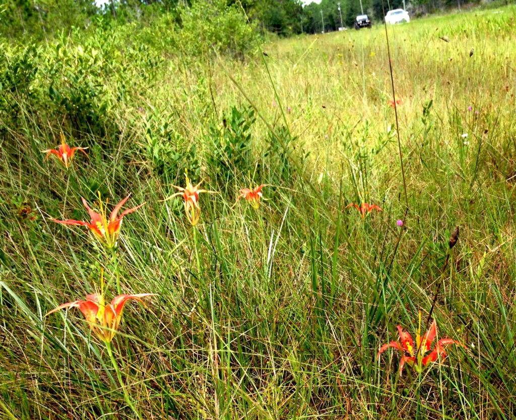 Pine lilies along Garcon Point Road in Santa Rosa County